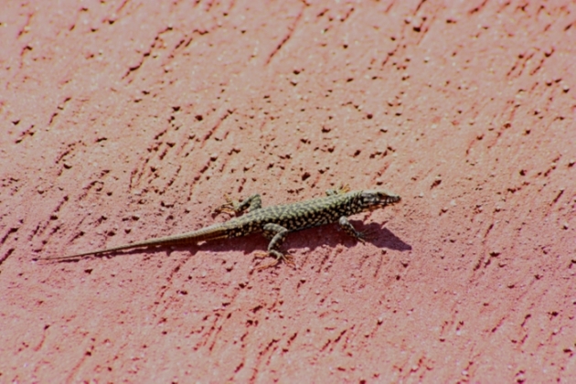 Lacerta muralix ?(Podarcis muralis)